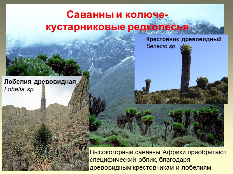 Саванны и колюче-кустарниковые редколесья Крестовник древовидный Senecio sp. Высокогорные саванны Африки приобретают специфический облик,